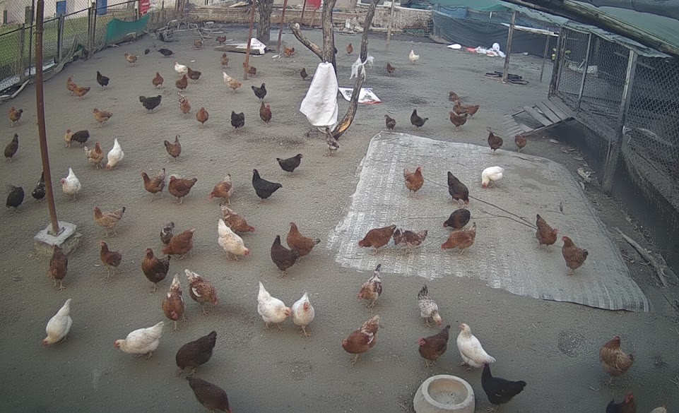 Poultry Farm